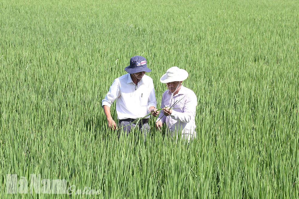 Ngăn ngừa sâu keo mùa thu gây hại trên lúa mùa