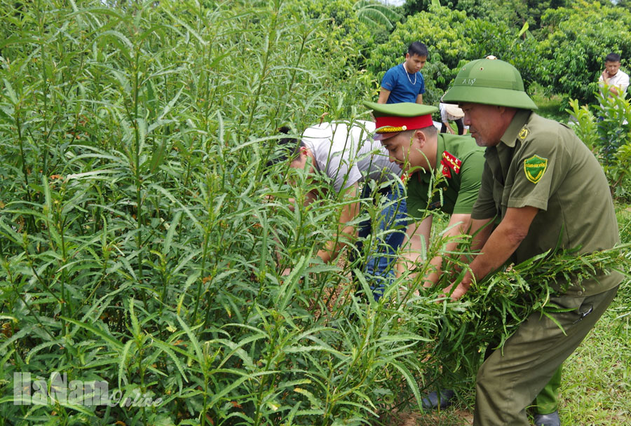 Phát hiện hộ dân ở Nguyễn Úy trồng hơn 30 cây cần sa