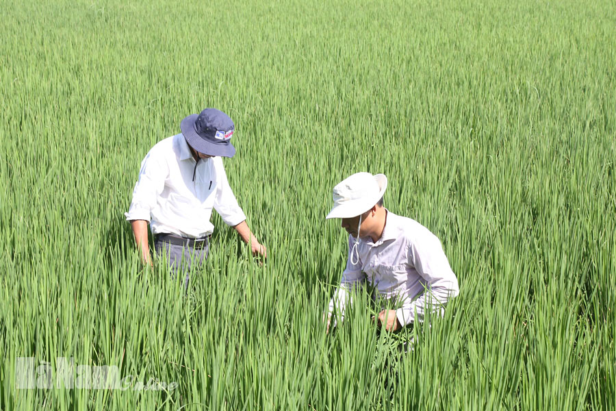 Tập trung chỉ đạo phòng trừ sâu, bệnh hại lúa mùa từ nay đến cuối vụ