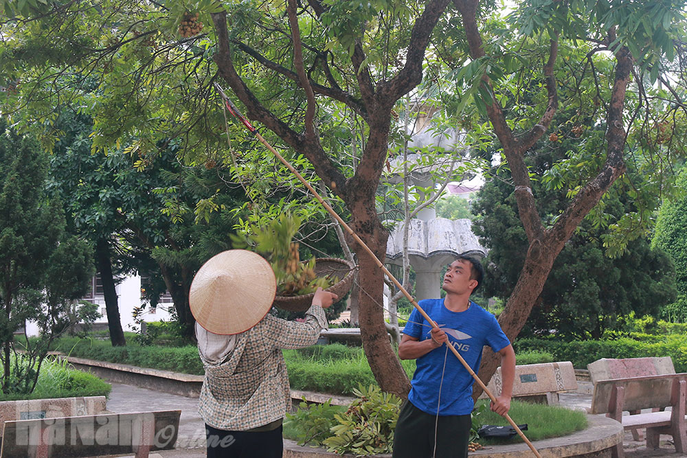 Tử vong, liệt vì ngã khi trèo cây lấy nhãn, sấu