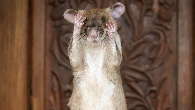 Chuột anh hùng được trao huy chương vì giúp rà phá bom mìn