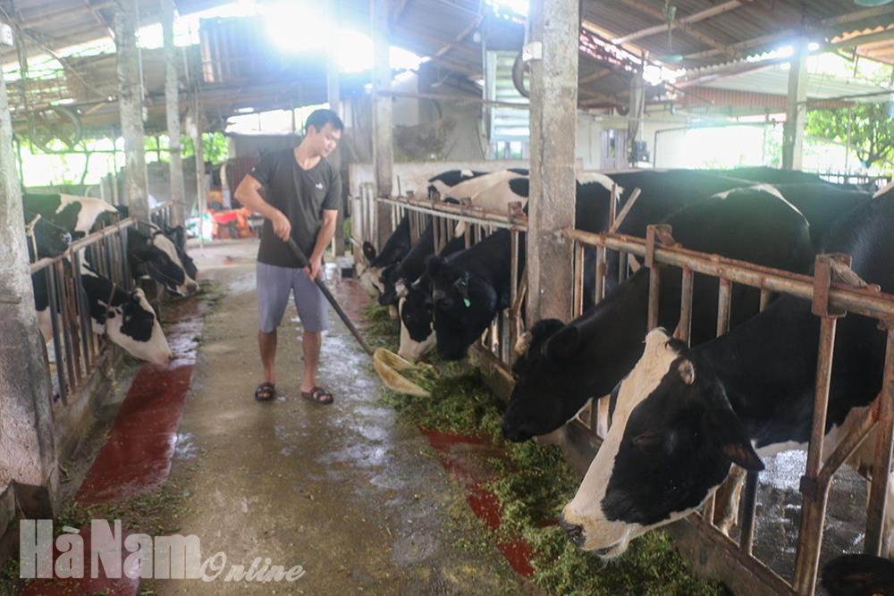 Hướng tới mục tiêu phát triển chăn nuôi bò sữa bền vững