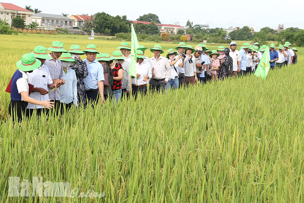 Trình diễn mô hình giống lúa Bắc thơm 7 và TBR 225 kháng bạc lá