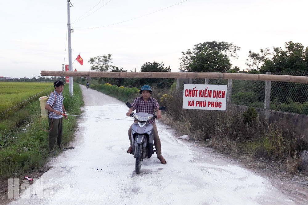 Xuất hiện ổ dịch tả lợn châu Phi tại xã Phú Phúc