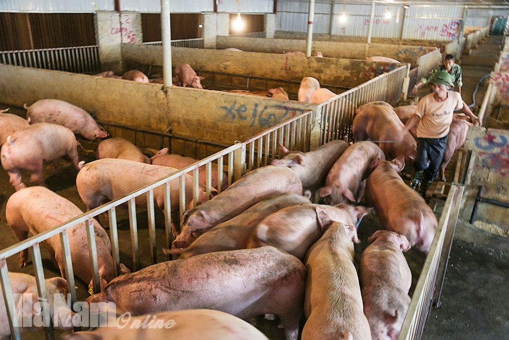 Nguy cơ dịch tả lợn châu Phi lan rộng