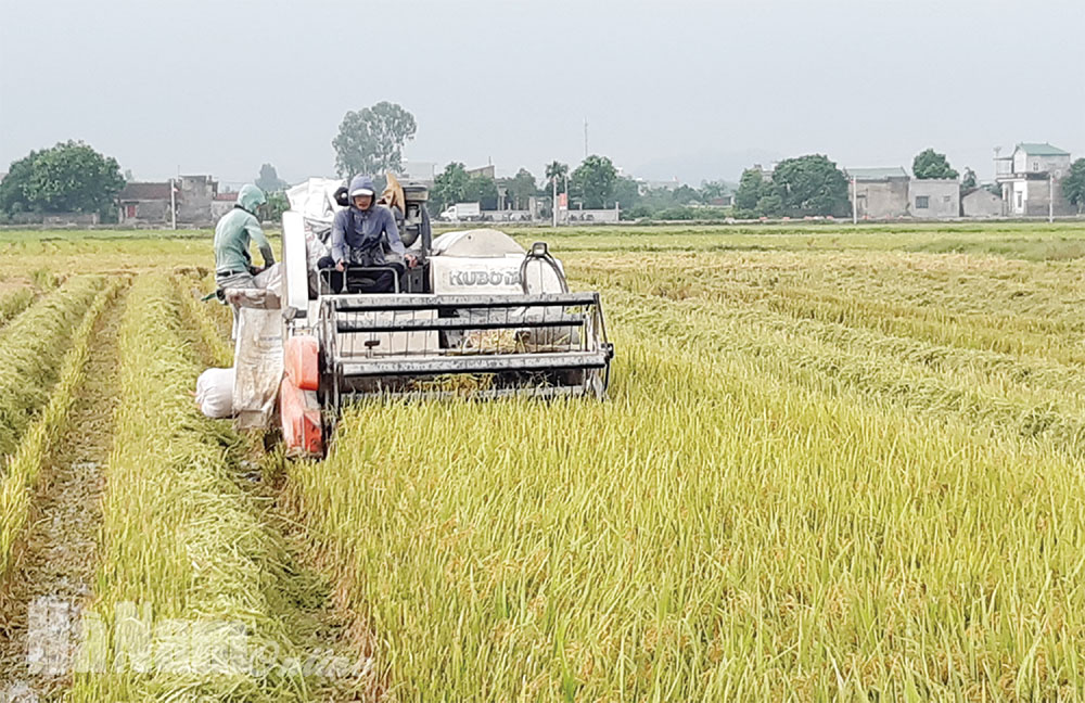 Xây dựng nền nông nghiệp hàng hóa