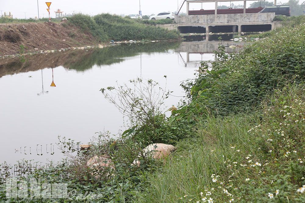 Nhiều lợn chết bị vứt bỏ trên đoạn cầu máng Tràng, kênh Biên Hòa thuộc địa bàn xã Trịnh Xá