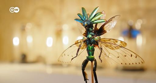 Độc đáo các tác phẩm nghệ thuật làm từ xác côn trùng