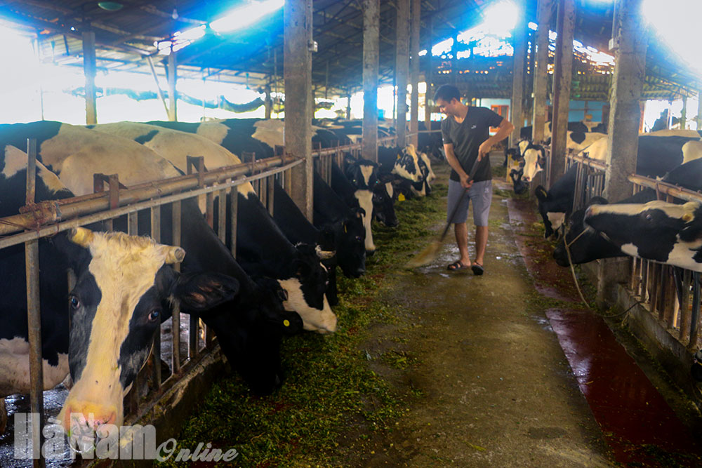 Thực hiện Luật Chăn nuôi: Những vấn đề đặt ra