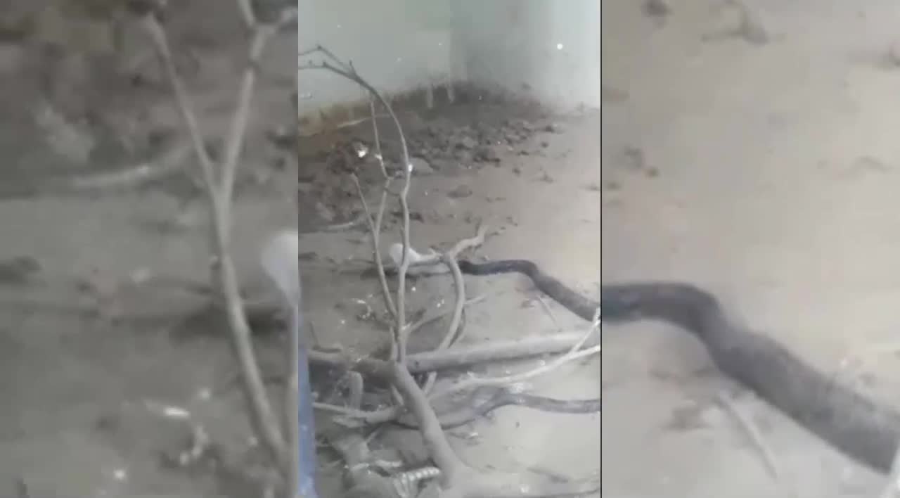 Tưởng đóng vai con mồi, ngờ đâu chuột bạch 'lật ngược thế cờ' giết luôn cả rắn hổ mang