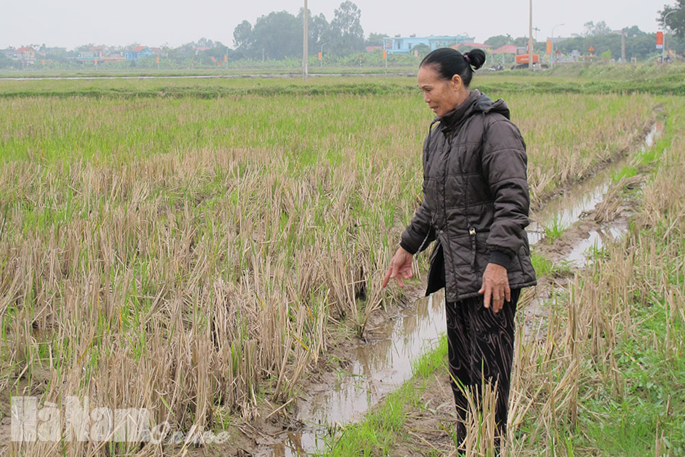 Chủ động phương án gieo cấy, chăm sóc lúa vụ xuân 2021