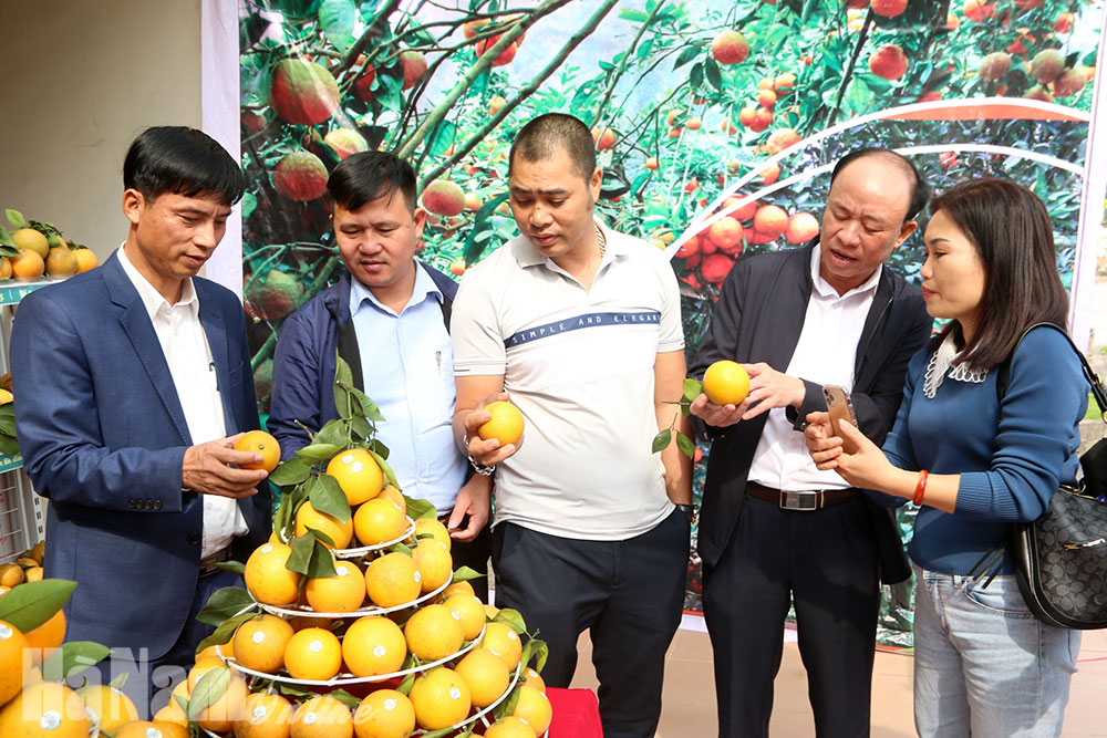 Giới thiệu, quảng bá và tiêu thụ sản phẩm cam Hà Giang tại Hà Nam