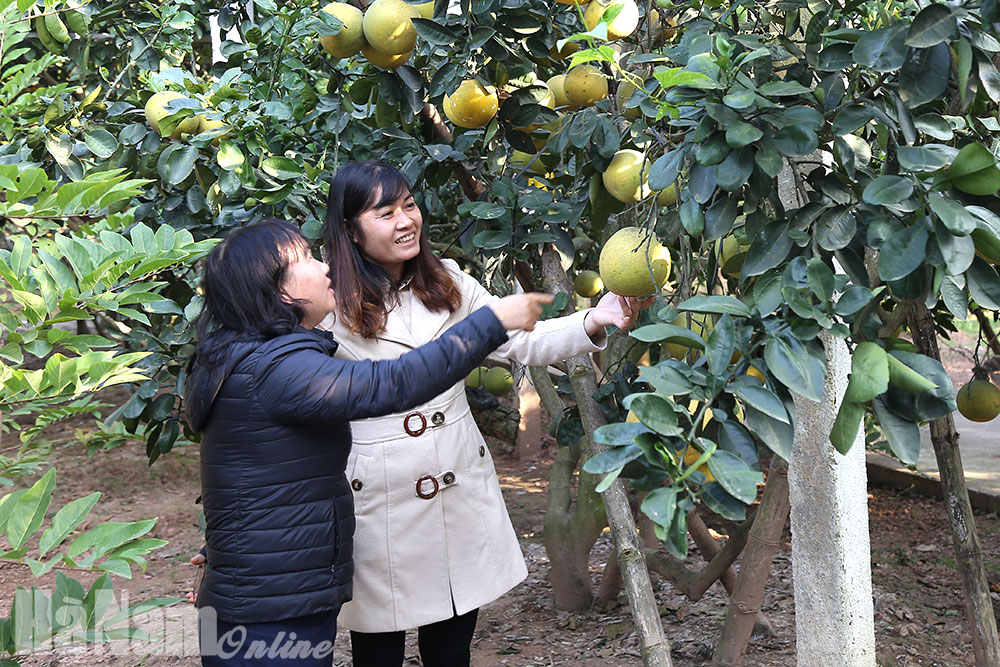 Bưởi Diễn chín sớm, giá giảm sâu