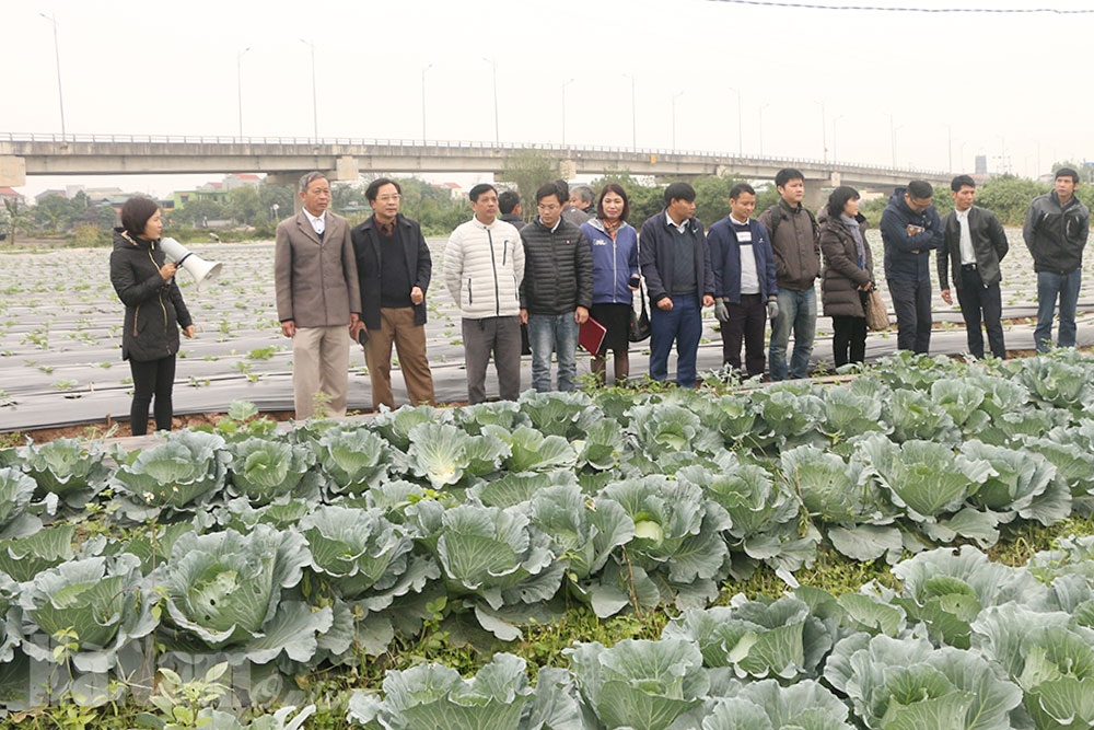 Tổng kết thực hiện Dự án JICA giai đoạn 2016-2020