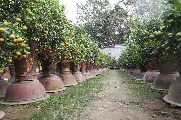 Bắc Bộ ngày nắng khô, đêm rét buốt