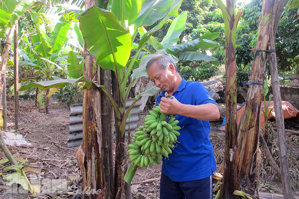 Thiếu nguồn cung chuối ngự Đại Hoàng dịp Tết Nguyên đán