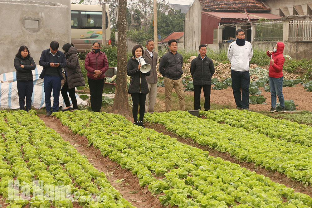 Tăng cường độ tin cậy trong sản xuất rau an toàn