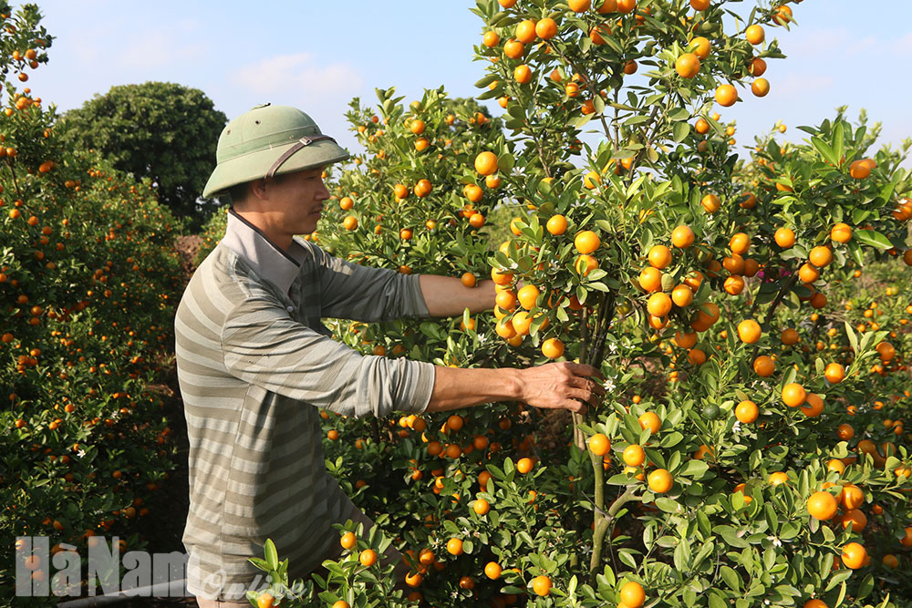 Hy vọng của người trồng quất