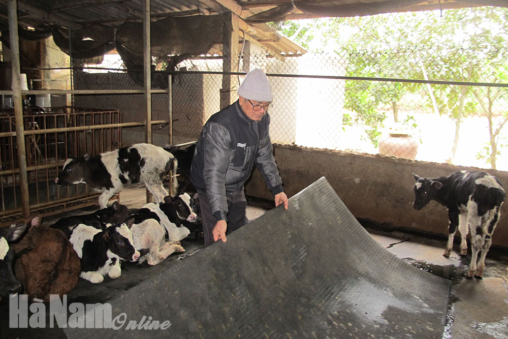 Chủ động chống rét cho đàn vật nuôi