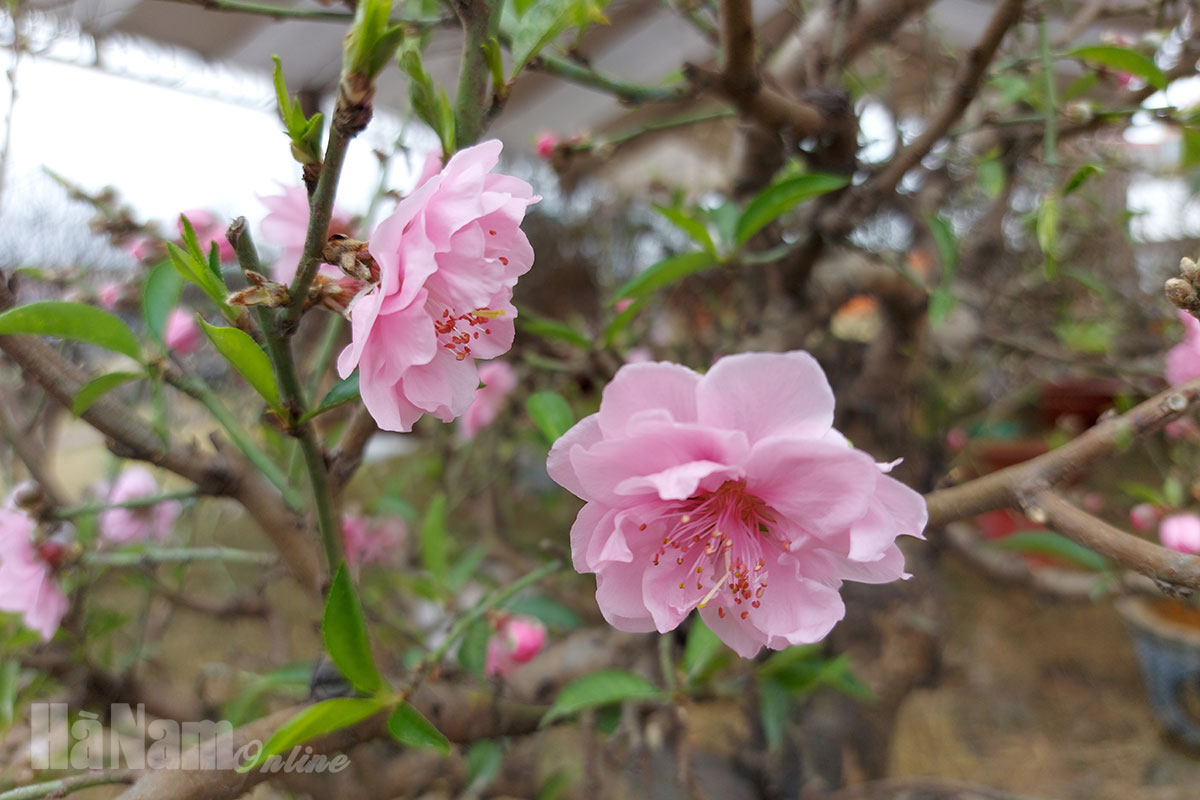 Phủ Lý rực rỡ sắc xuân