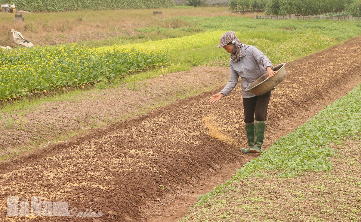 Phát triển HTX chuyên ngành thúc đẩy khai thác thế mạnh sản xuất nông nghiệp ở địa phương