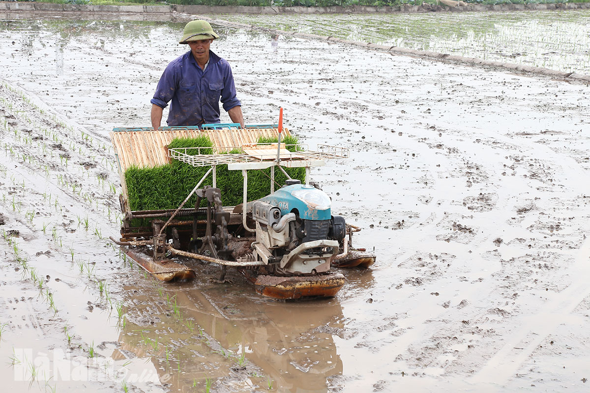Nông dân trong tỉnh tập trung gieo cấy lúa xuân