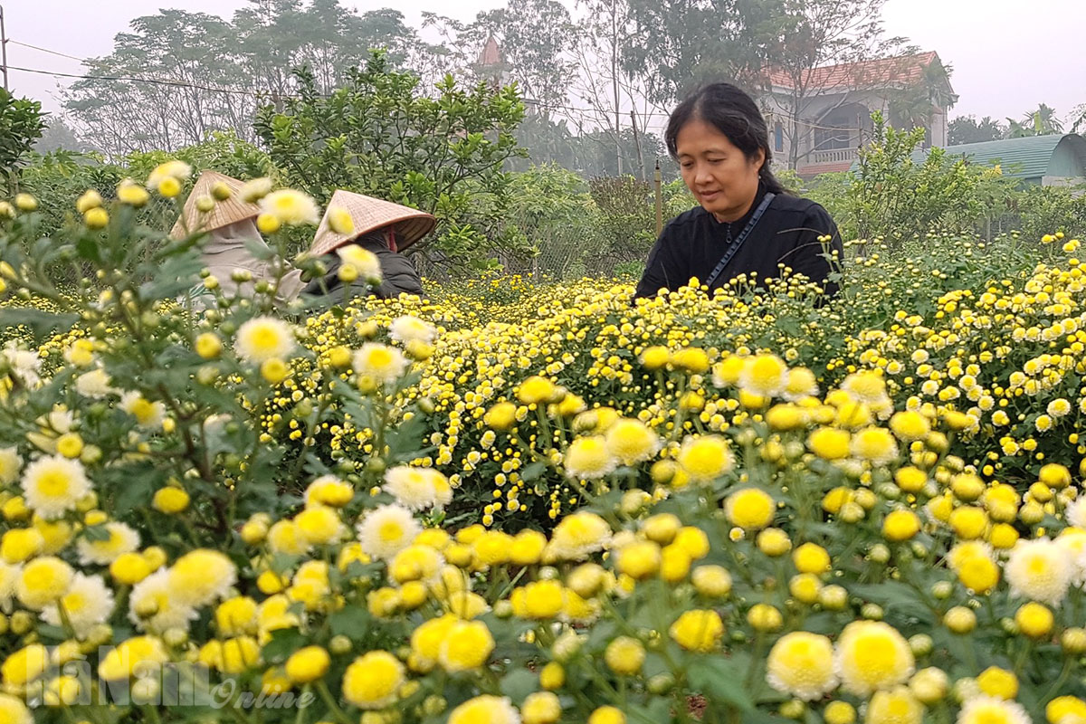 Lương y Đinh Thị Song Nga: Dốc tâm sức tạo nguồn dược liệu hữu cơ chất lượng cao