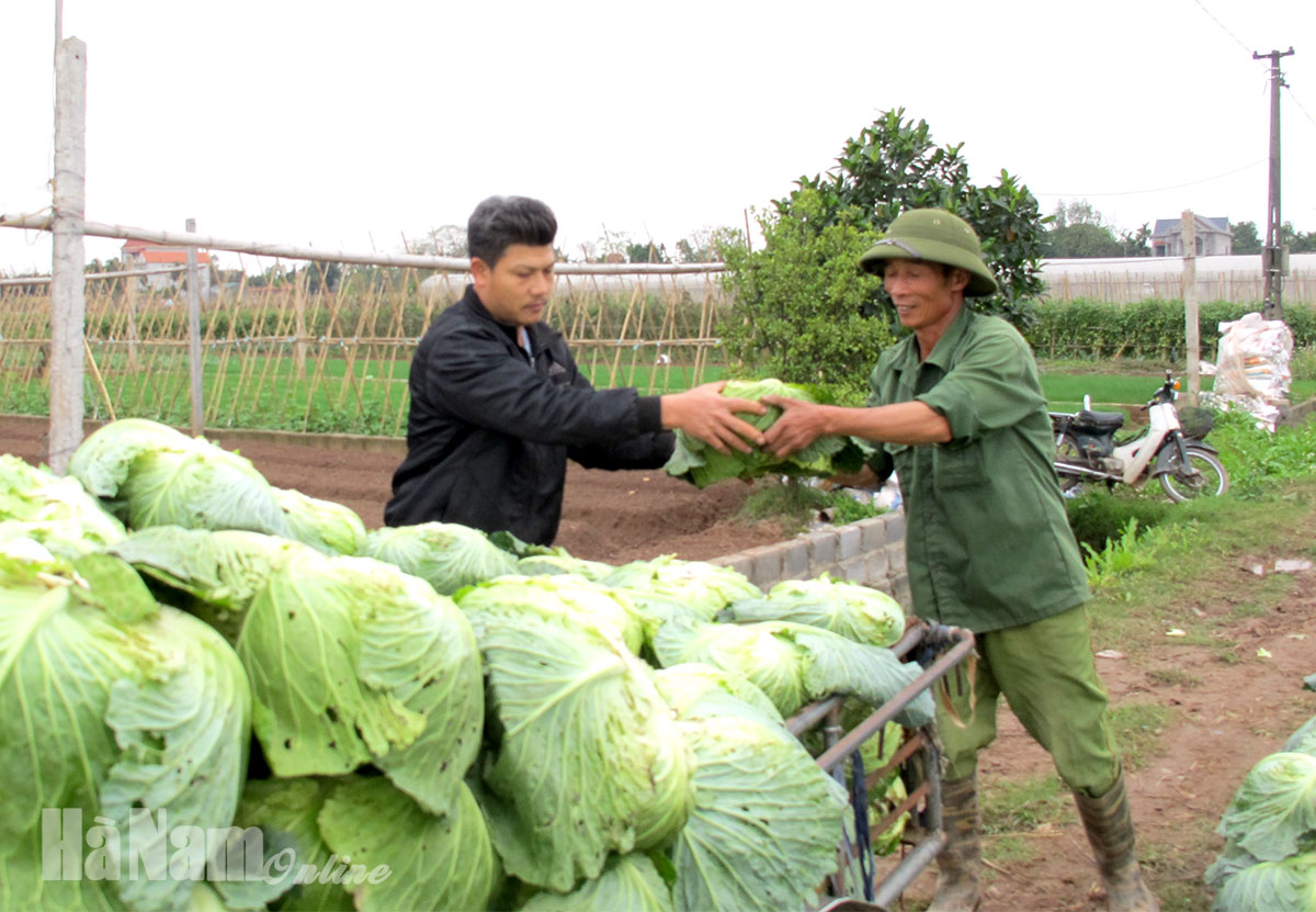 Giá rau xanh xuống thấp, người sản xuất bị thua lỗ