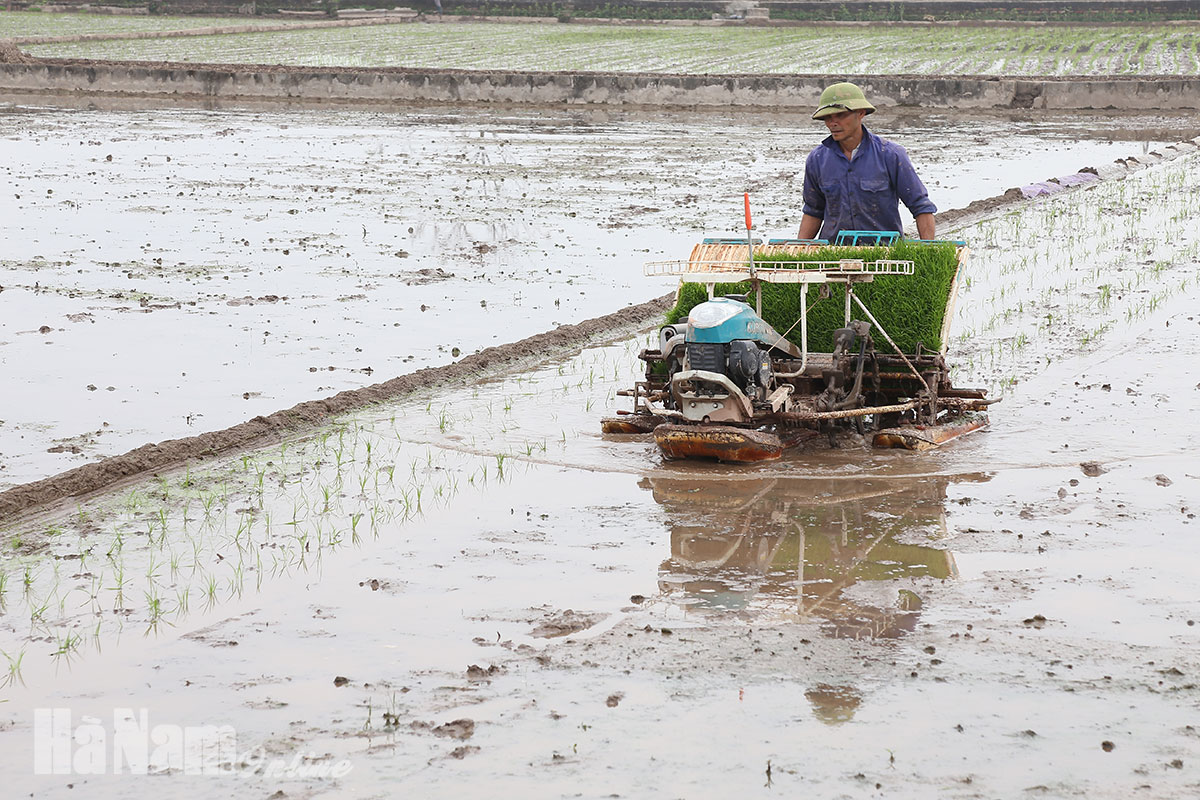Quan tâm mở rộng diện tích lúa cấy máy