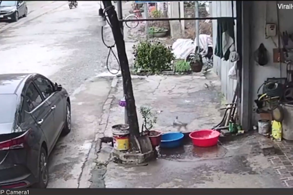 Báo Anh đăng video cá "vượt ngục" khỏi chậu nước để thoát thân ở Việt Nam