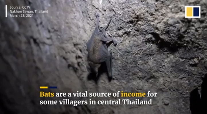 Kiếm hàng tỷ đồng nhờ việc thu hoạch phân dơi, phân chim