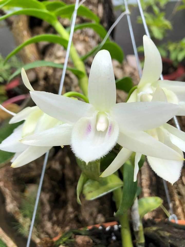 Một số quy định, chính sách pháp luật về thuế liên quan đến quản lý thuế đối với giao dịch “Lan đột biến”