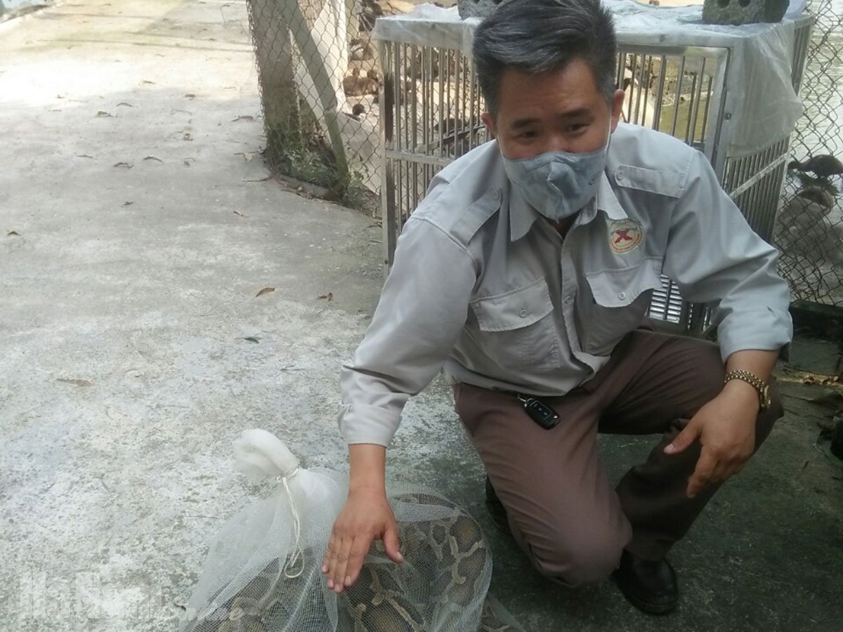 Giao thả cá thể trăn 35 kg vào rừng Tam Chúc