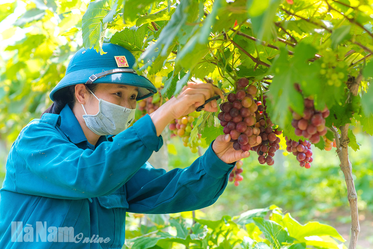 Mô hình trồng nho Hạ Đen không hạt tại Trác Văn