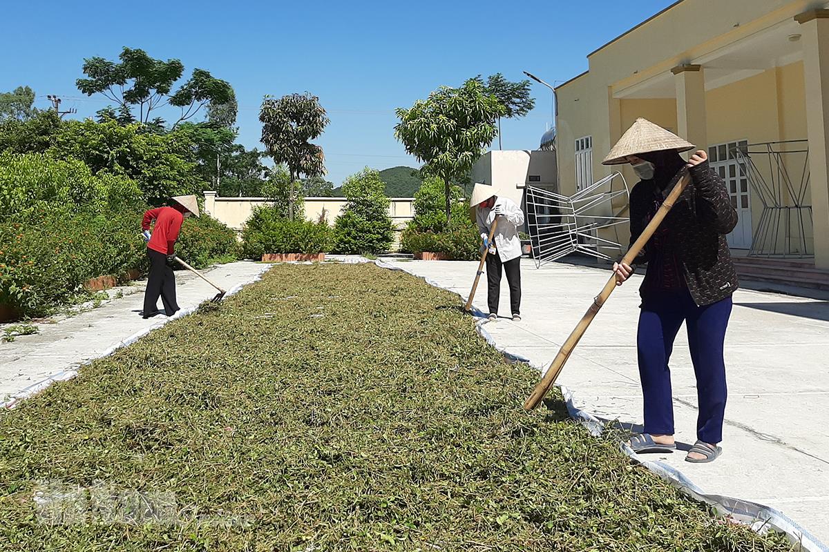 UBND xã Liêm Sơn tổ chức tiêu thụ nông sản dược liệu cho bà con nông dân