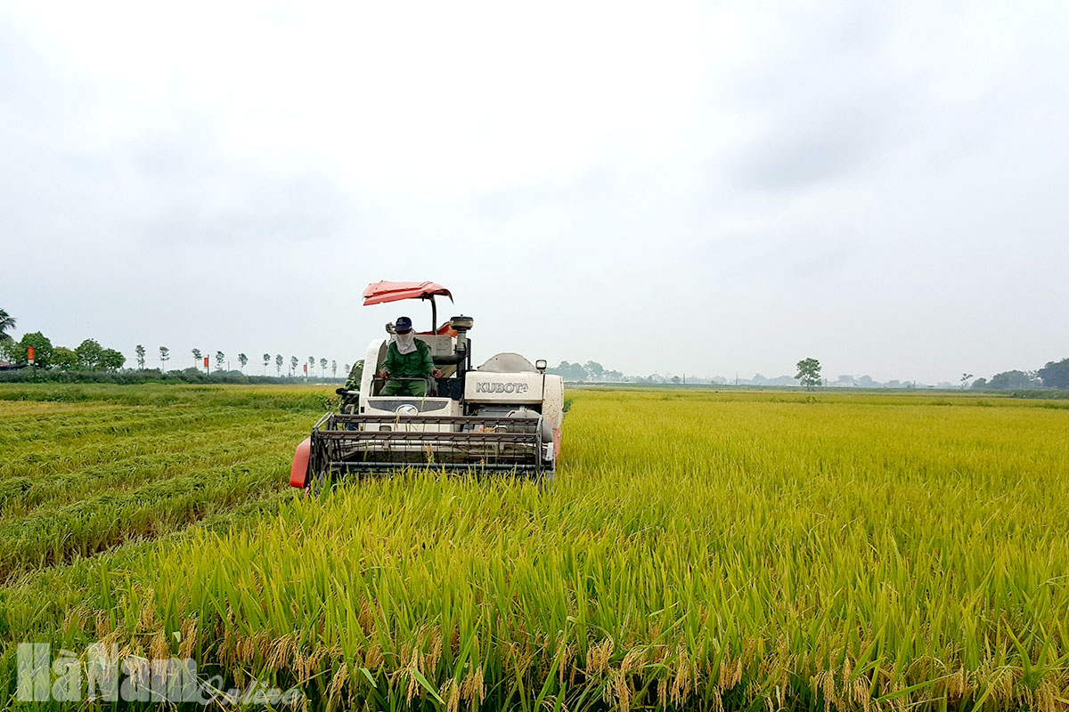 Niềm vui mùa gặt