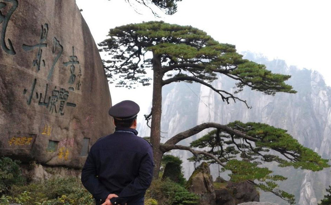 Thực hư về bảo vật hơn 800 tuổi được canh gác ngày đêm: Là một trong 'Ngũ độc' của núi Hoàng Sơn