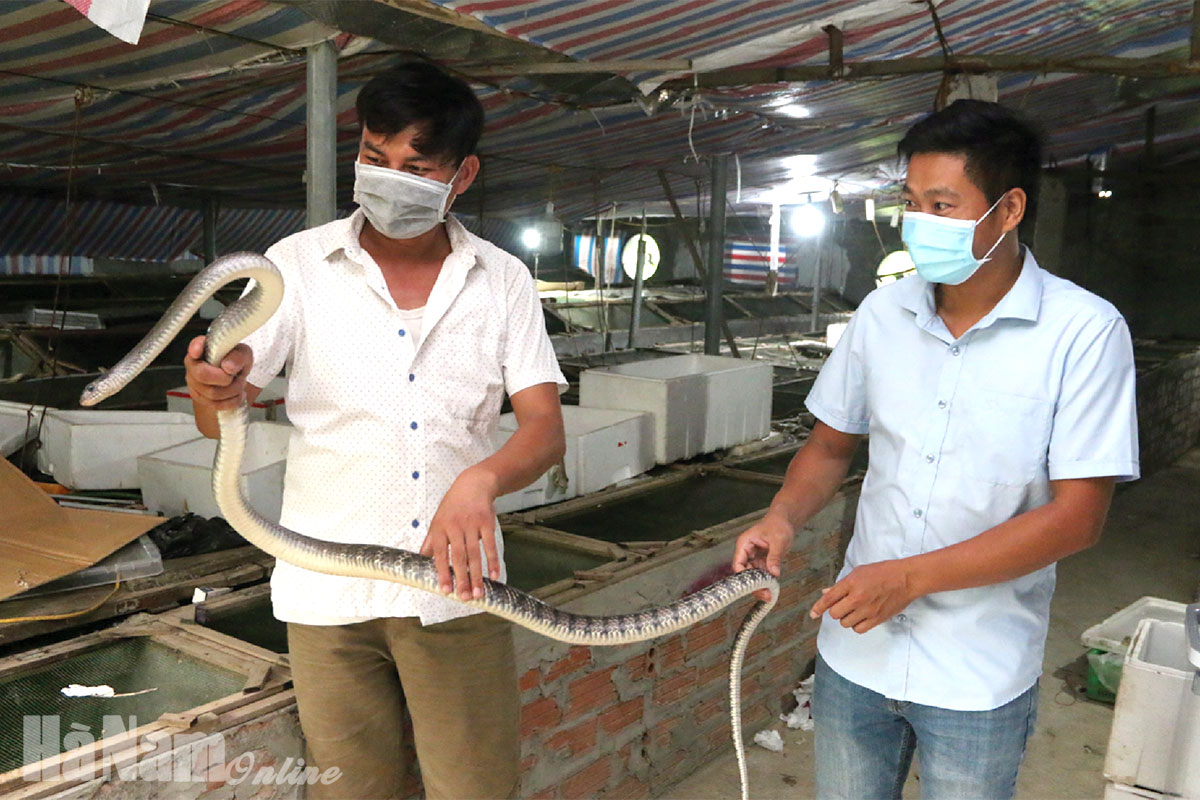 Huyện đoàn Thanh Liêm tích cực hỗ trợ thanh niên khởi nghiệp