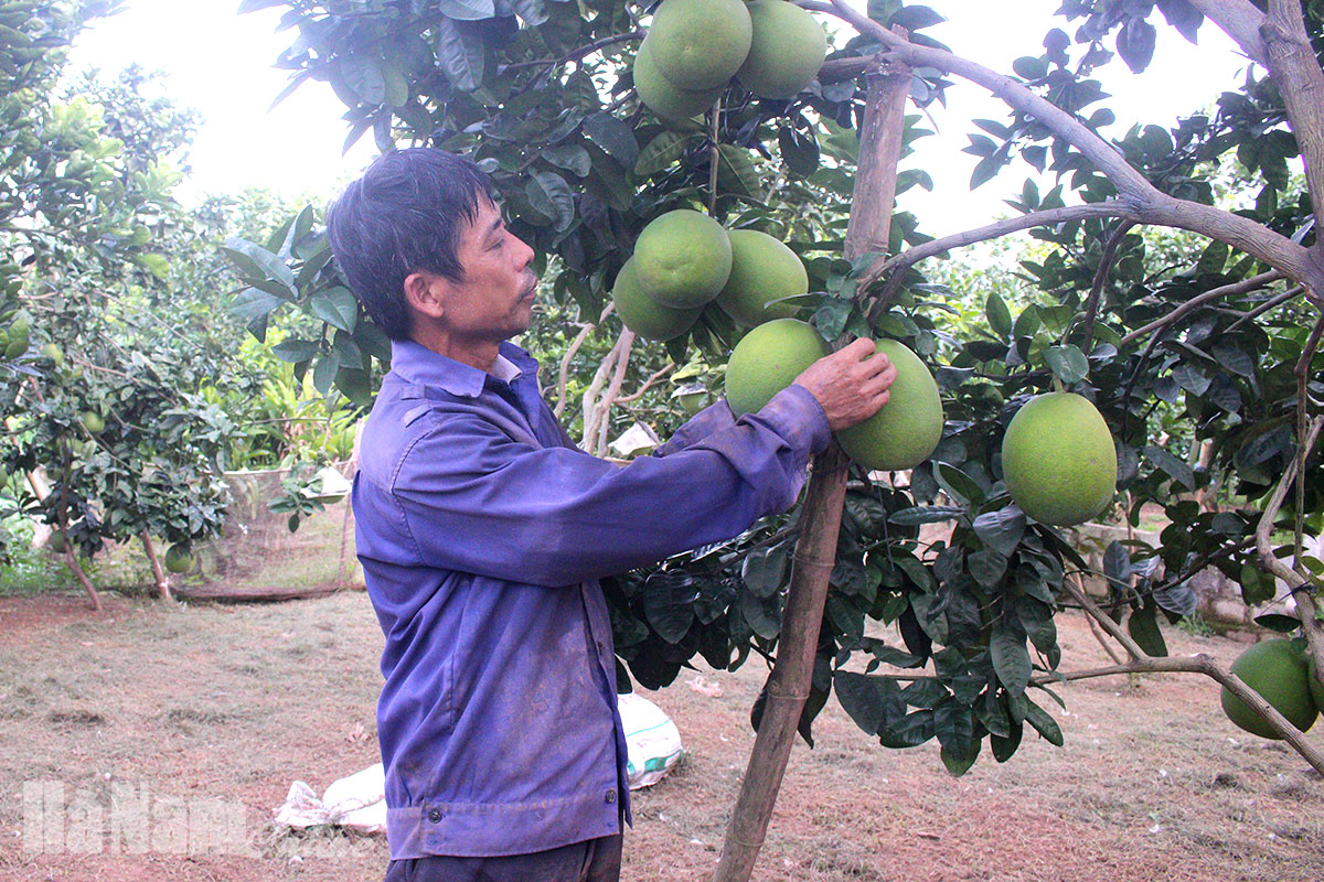 Duy Tiên phát huy hiệu quả mô hình tổ hợp tác