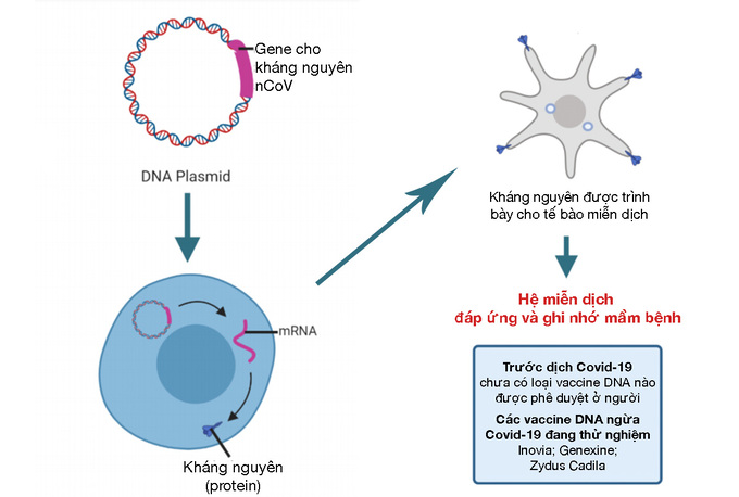 Cơ chế phòng Covid-19 của vaccine công nghệ DNA đầu tiên thế giới