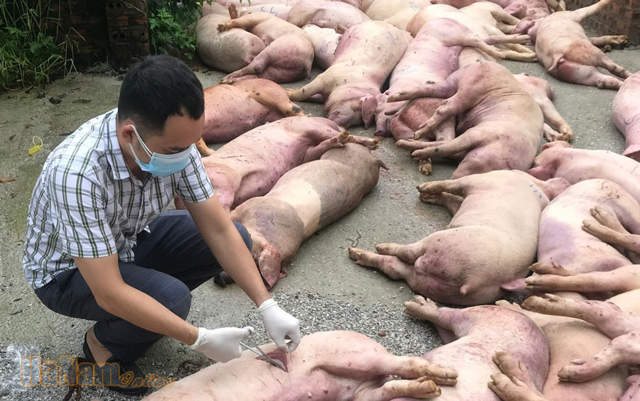Tiêu hủy 339 con lợn mắc dịch tả lợn Châu Phi ở Liêm Tuyền