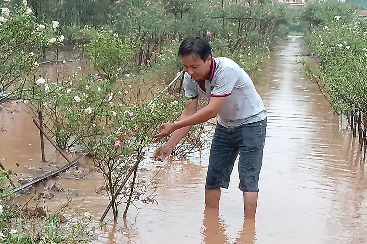 Gần 1 ha trồng hoa ở Phù Vân bị ngập do trận mưa lớn sáng ngày 14/9