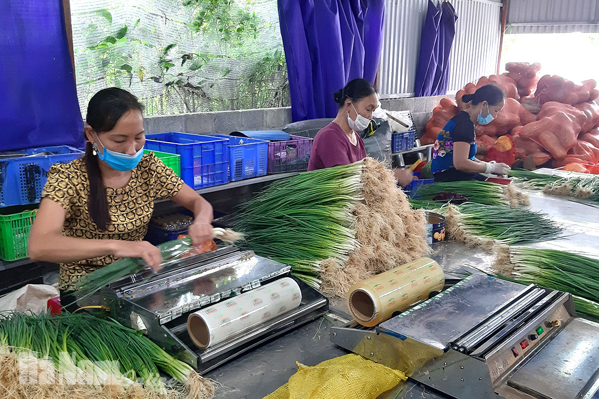 Đẩy mạnh liên kết sản xuất và tiêu thụ nông sản
