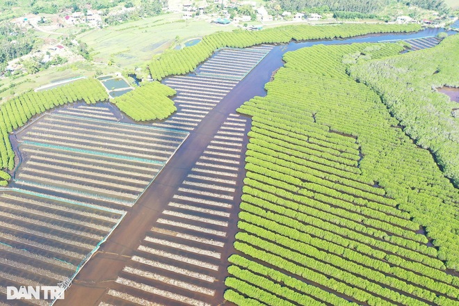 Ngỡ ngàng vẻ đẹp rừng ngập mặn bàu Cá Cái