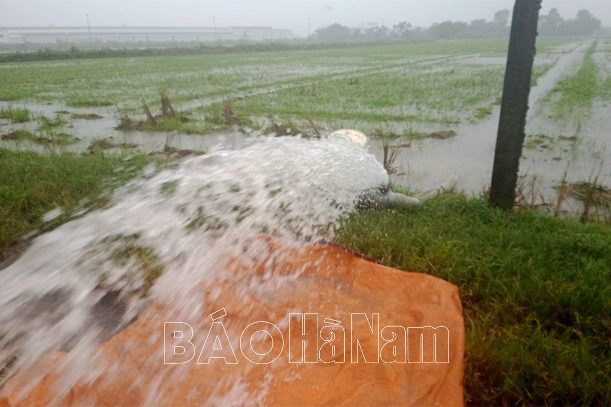 Hơn 820 ha cây vụ đông bị ảnh hưởng do mưa úng