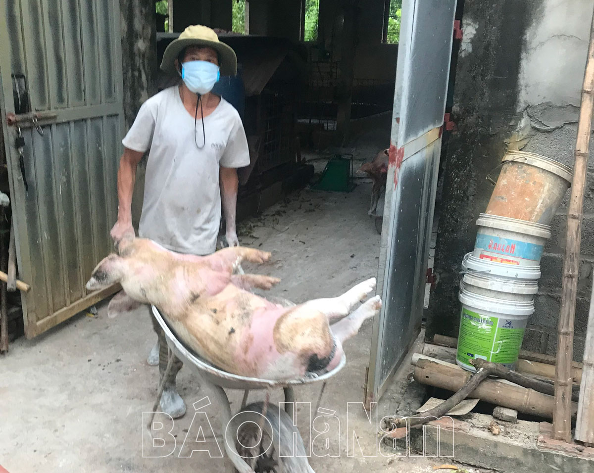 Dịch tả lợn châu Phi xuất hiện tại 5 xã, thị trấn trong tỉnh