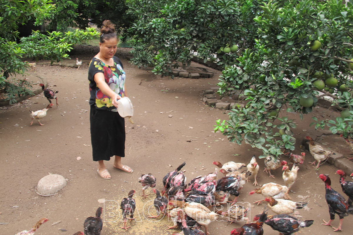 Duy trì, bảo tồn giống gà Móng đặc sản