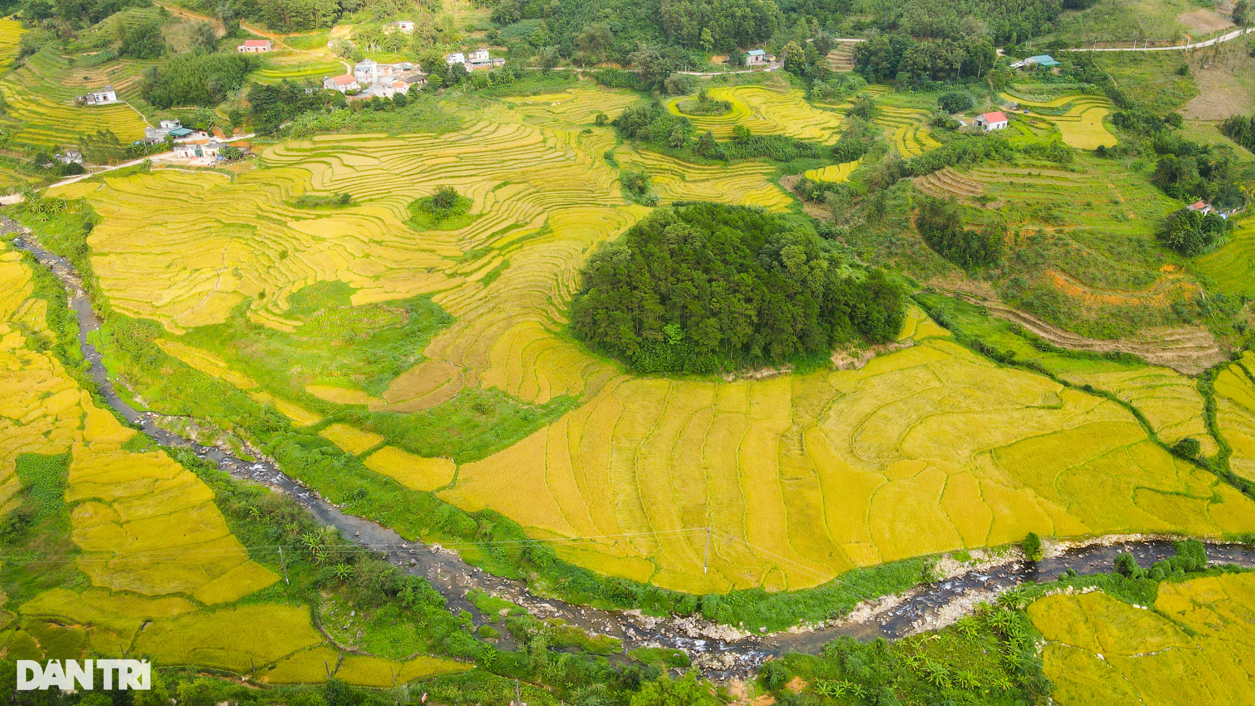 Ngắm mùa vàng rực rỡ ở Tiên Yên