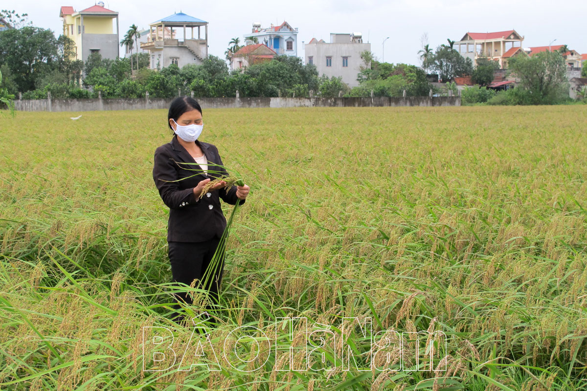 Bình Lục mở rộng diện tích lúa đặc sản nếp cái hoa vàng