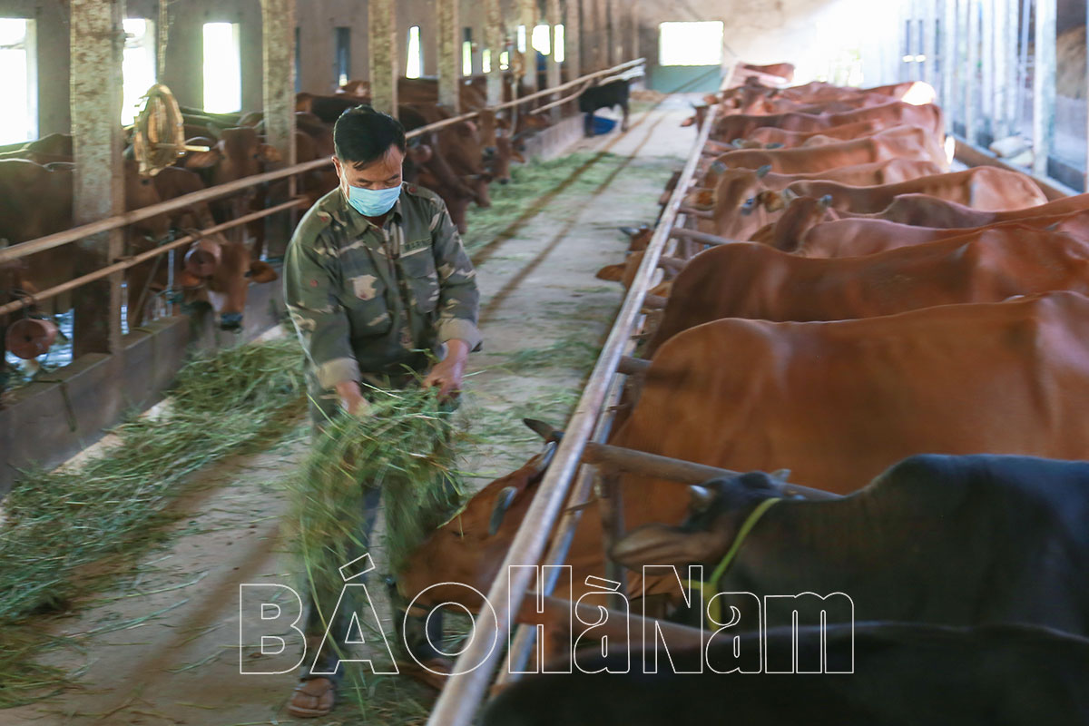 Nâng cao chất lượng đàn bò sinh sản, bò thịt